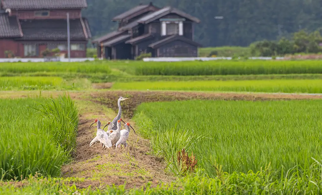 トキ