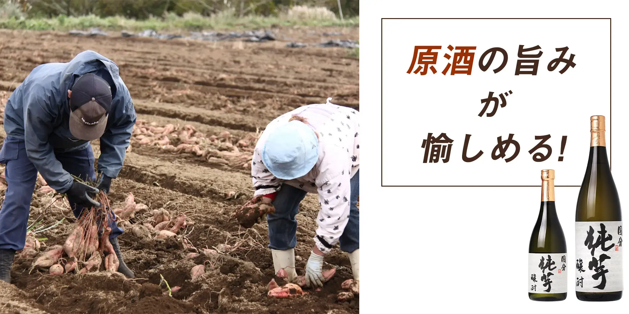 国分 純芋 醸酎