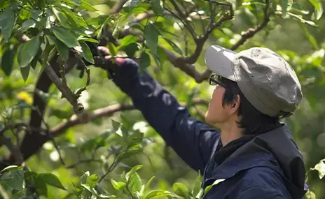伊藤農園 みかん七味 5g | 調味料 | 酒専門店鍵や
