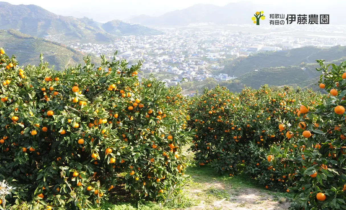 伊藤農園 100%ピュアジュース 不知火 750ml | ノンアルコール