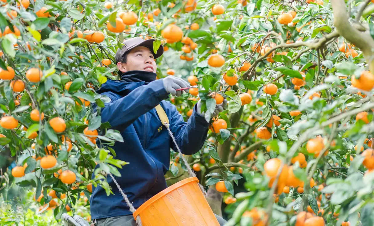 伊藤農園 日々みかん酢 270ml | 調味料 | 酒専門店鍵や