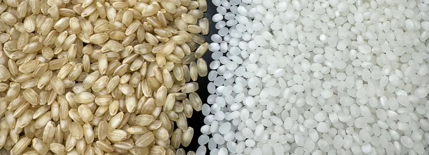 酒米「酒未来」の玄米と精米後